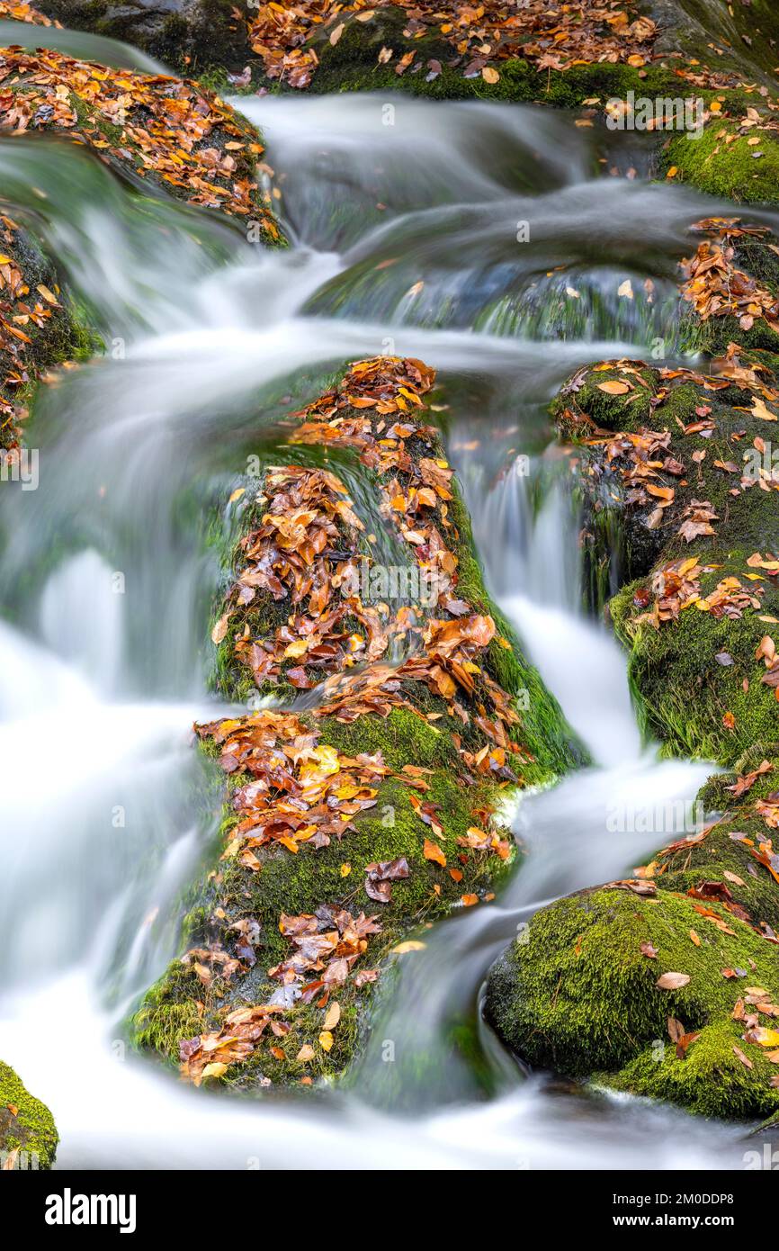 Cascata, colori autunnali, Laurel Creek. Great Smoky Mountains National Park, TN, USA, fine ottobre, di Dominique Braud/Dembinsky Photo Assoc Foto Stock