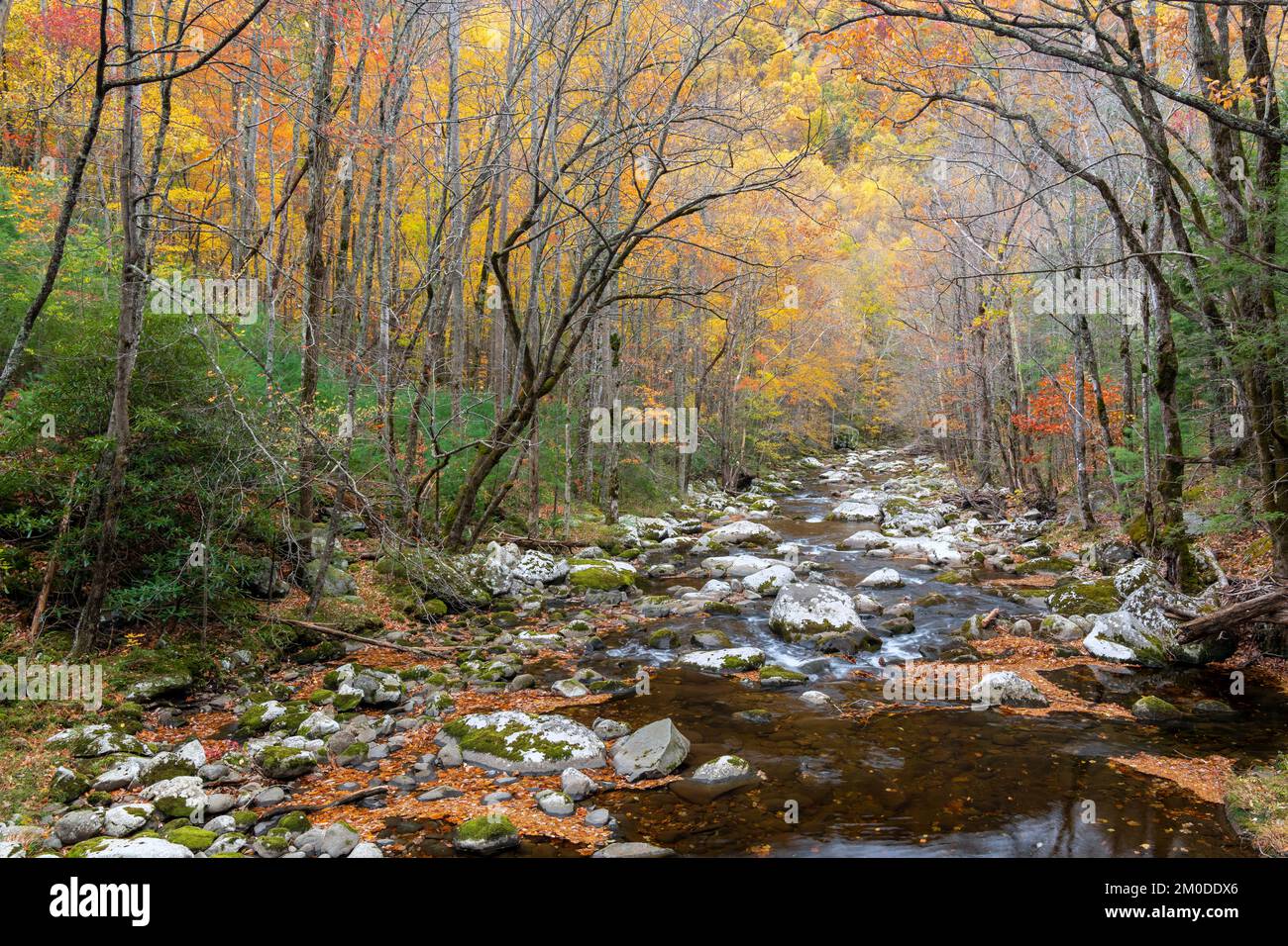 Cascata, rapide, Middle prong Little River, Autunno, Great Smoky Mountains NP, TN, USA, fine ottobre, di Dominique Braud/Dembinsky Photo Assoc Foto Stock
