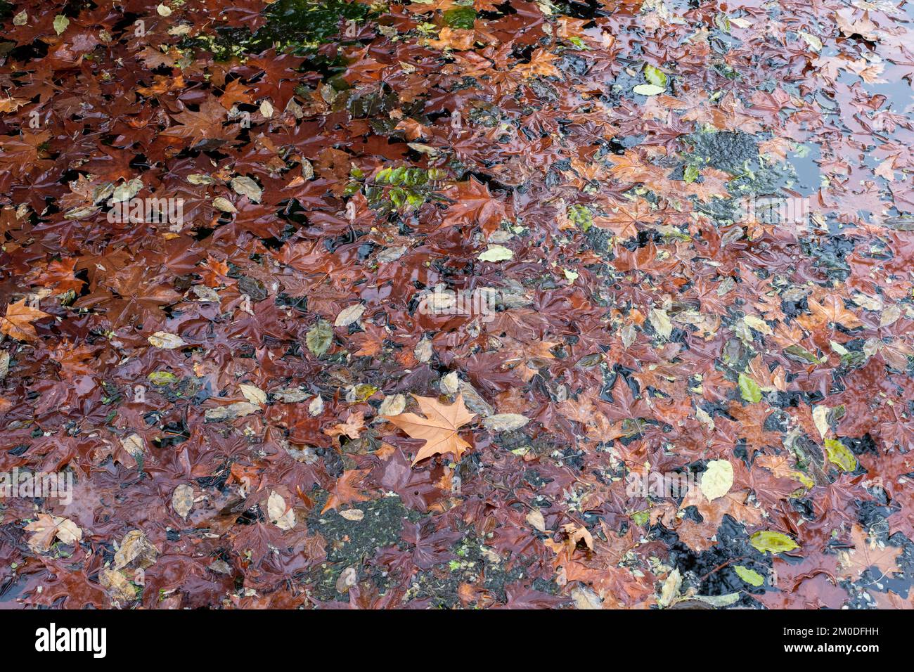 Hojas caídas, flotando en un estanque en otoño Foto Stock