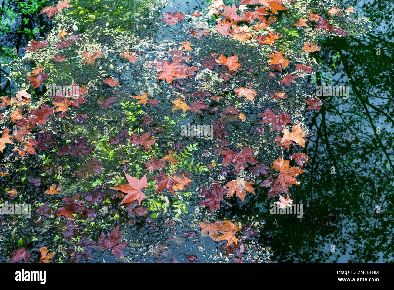 Hojas caídas, flotando en un estanque en otoño Foto Stock