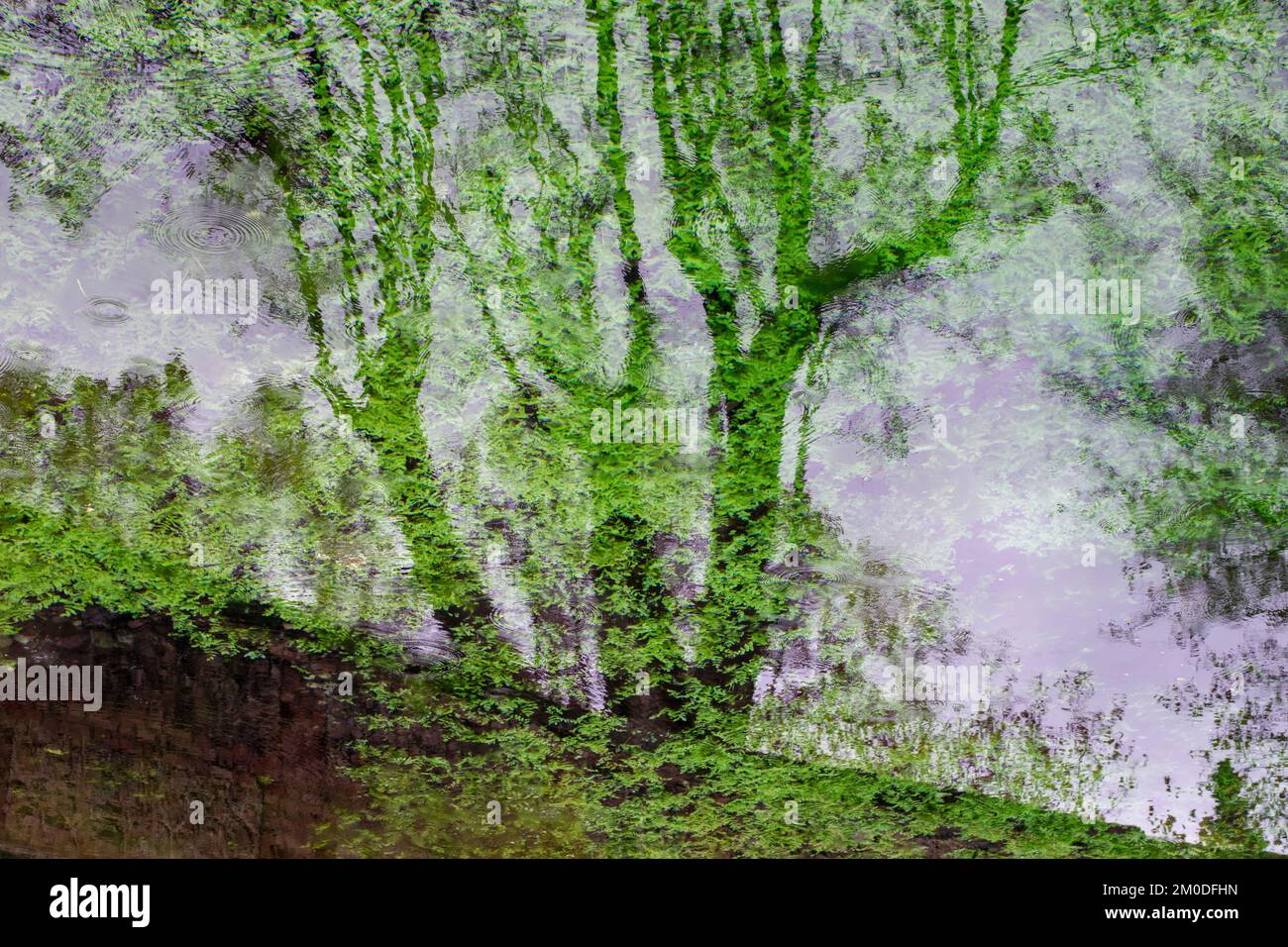 Reflejos de plantas y siluetas de árboles en el agua de un estanque, acuarela naturale Foto Stock