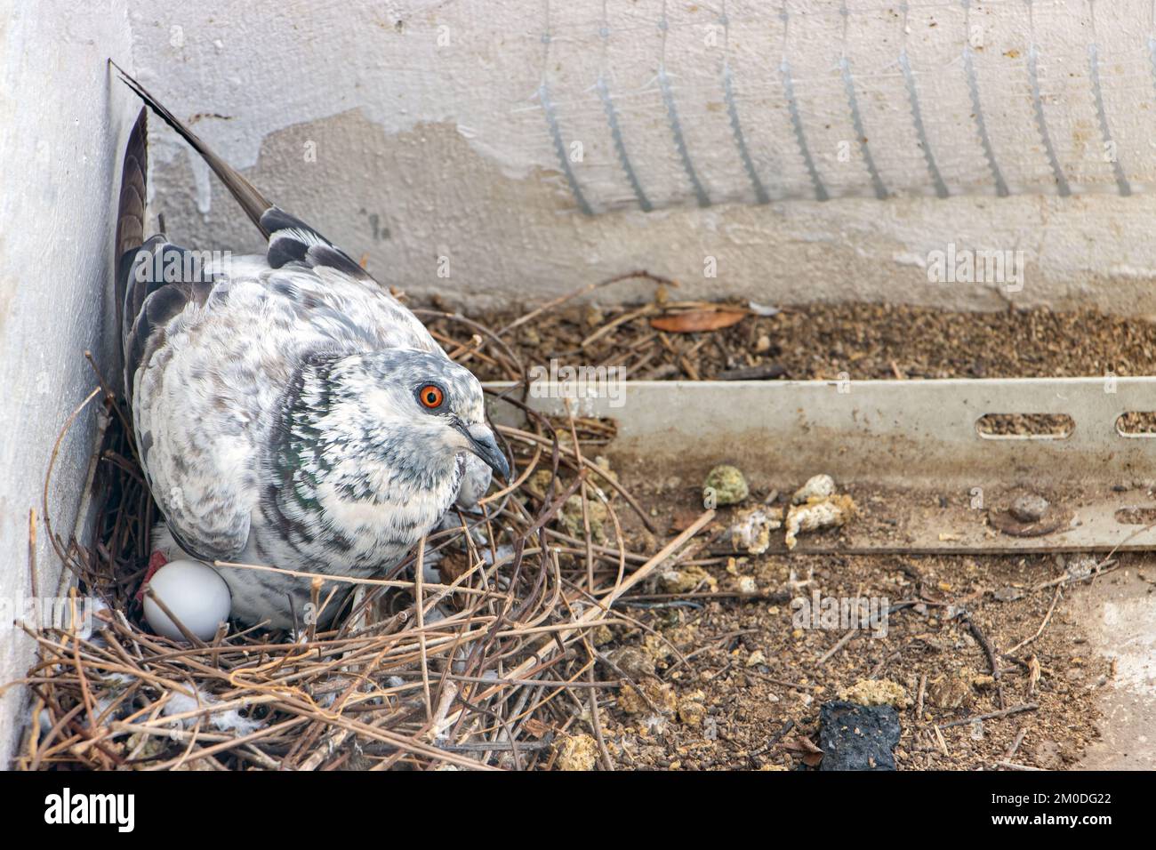 Una colomba siede in un nido sulle uova Foto Stock