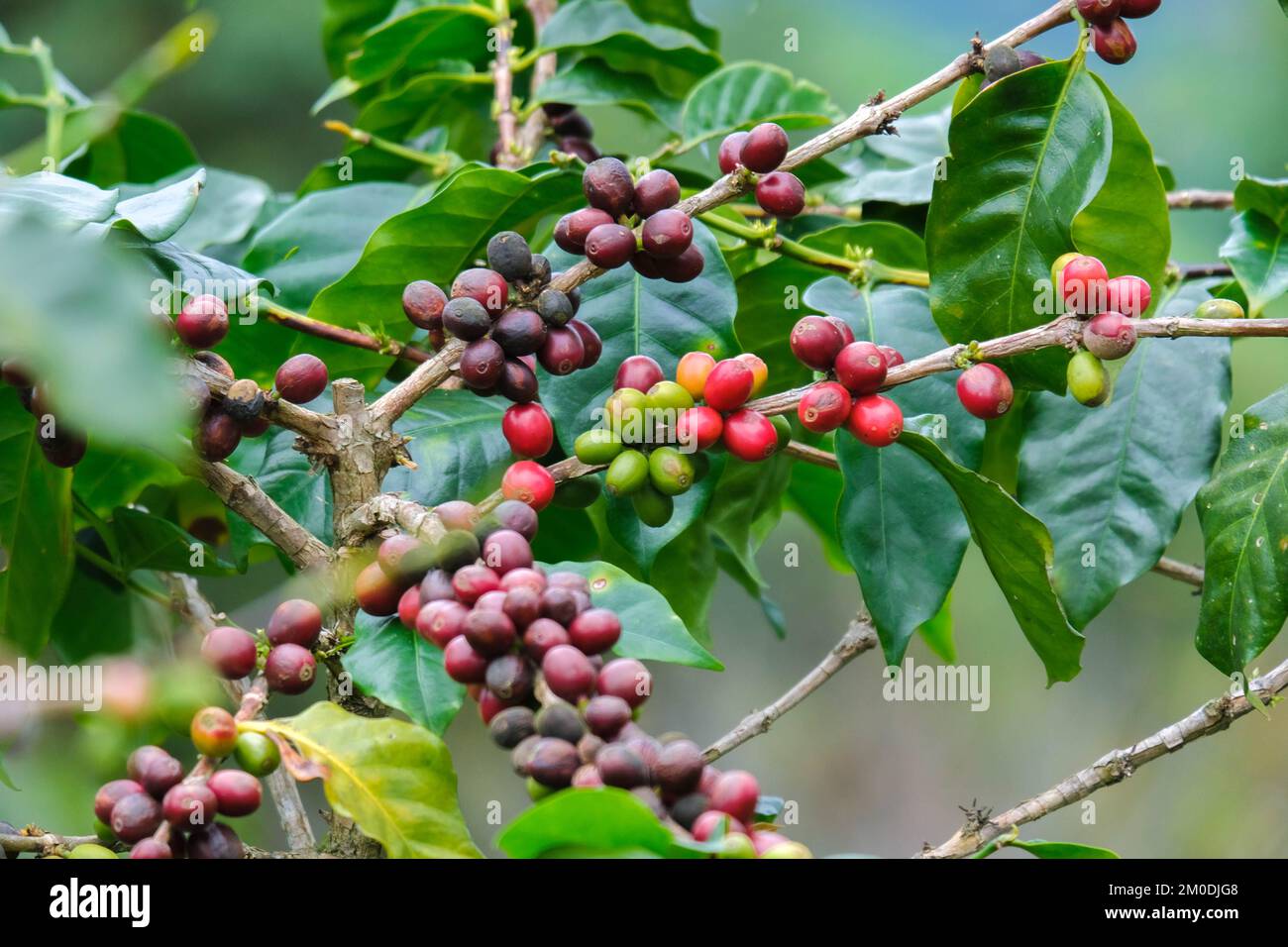 I cespugli di caffè maturano sulle montagne della Thailandia pronti per essere raccolti con ciliegie di caffè verdi e rosse. Chicchi di caffè arabica maturano sull'albero in Foto Stock