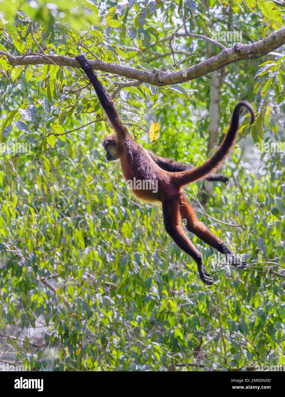 Scimmia ragno nera o Geoffroy (Ateles geoffroyi) che si muove in baldacchino foresta, Osa Peninsula, Puntarenas, Costa Rica. Foto Stock