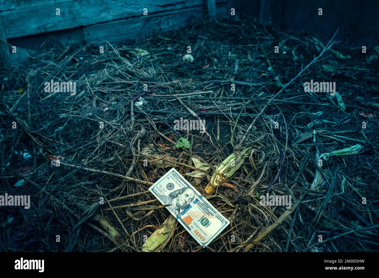 Una fattura del cento dollari si trova su un mucchio di composto nei colori freddi. Mancanza di finanziamenti e di investimenti in agricoltura Foto Stock