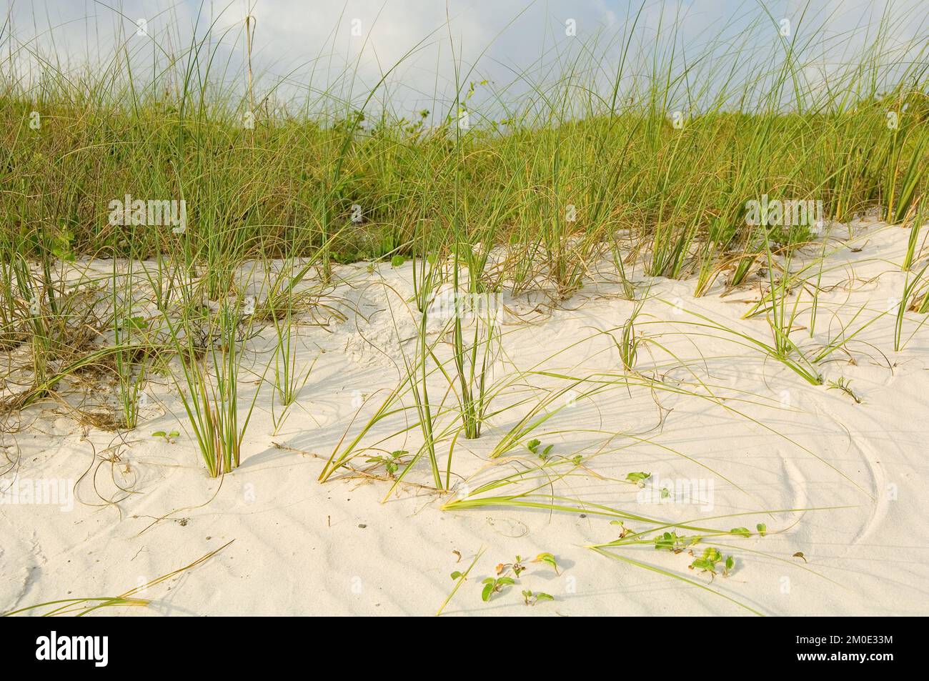 Ufficio Ricerca e sviluppo - Gulf Breeze GED , Agenzia per la protezione ambientale Foto Stock