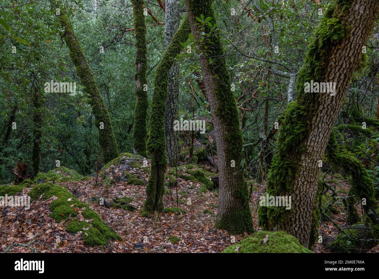 Una lussureggiante foresta di mosche nella contea di Sonoma, California, Stati Uniti. Foto Stock