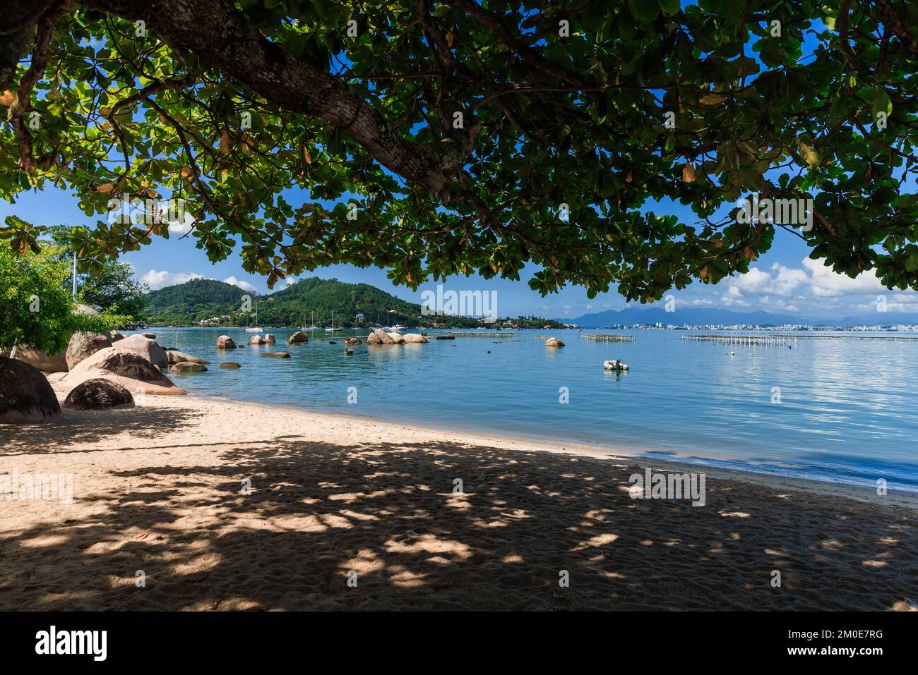 Litorale con alberi e oceano tranquillo con barche a vela a Floripa, Brasile. Spiaggia di sabbia con ombra di un grande albero Foto Stock
