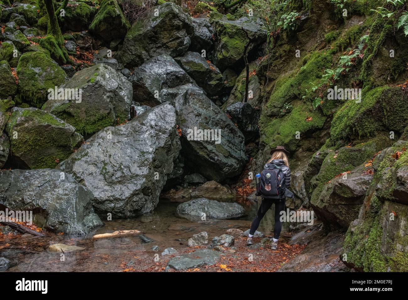 Un escursionista si trova in fondo a massi bagnati e guarda un torrente nel Sugarloaf Ridge state Park in California, Stati Uniti, Nord America. Foto Stock