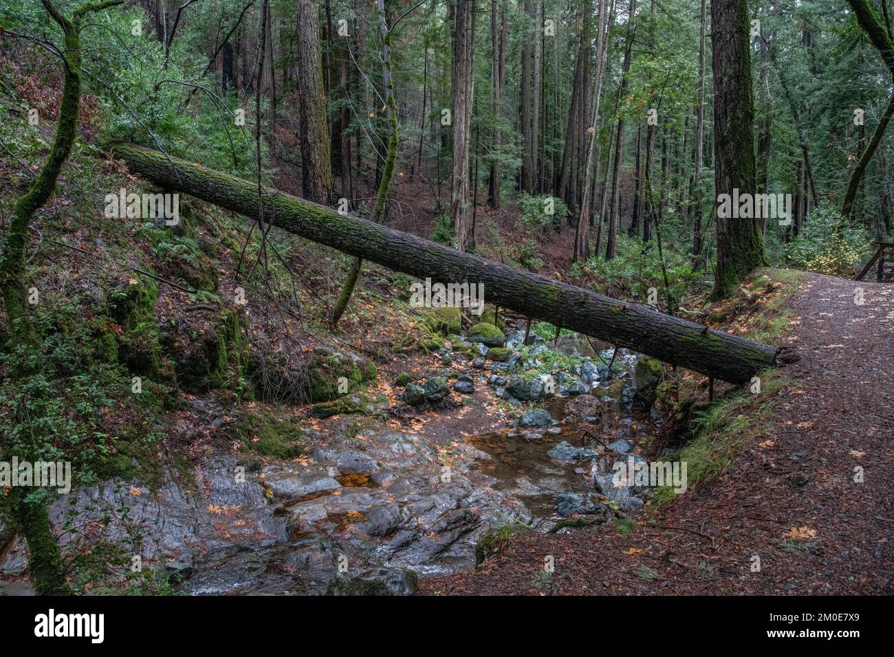 Una lussureggiante zona ripariale lungo un torrente boscoso nella contea di Sonoma, California, in una giornata invernale bagnata. Foto Stock