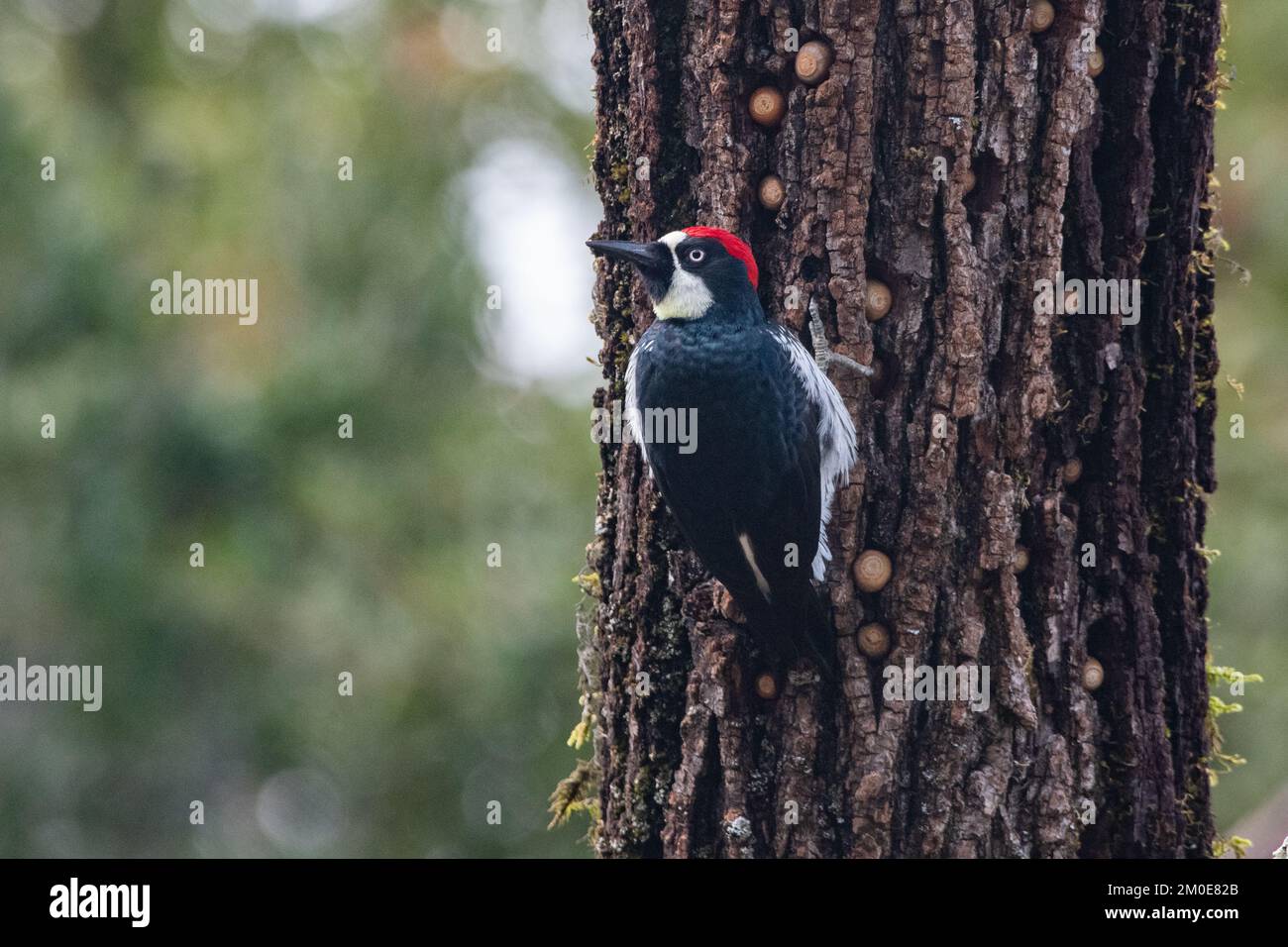 Pecker di Acorn (Melanerpes formicivorus) dal sugarload crinale state Park nella contea di Sonoma, California. Foto Stock Pecker di Acorn (Melanerpes formicivorus) dal sugarload crinale state Park nella contea di Sonoma, California. Foto Stock