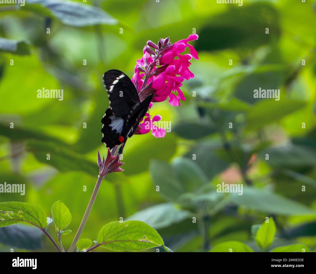 Splendida farfalla Orchard Swallowtail, bianca e nera con macchie rosse, su una salvia rosa brillante in un lussureggiante giardino verde Foto Stock