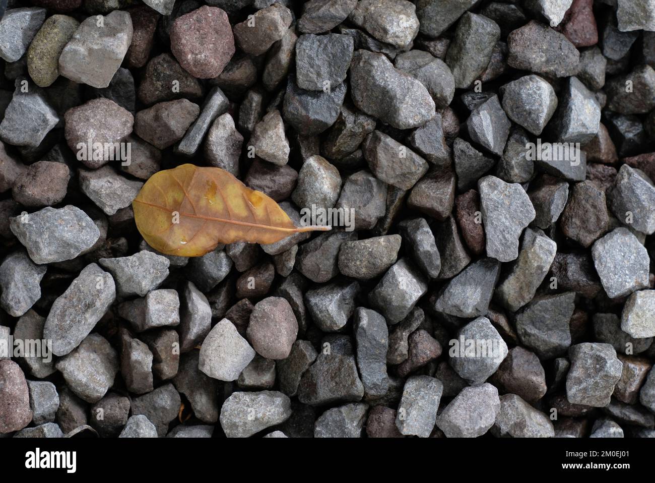 Immagine in ciottoli con foglie marroni, adatta per l'immagine di sfondo Foto Stock