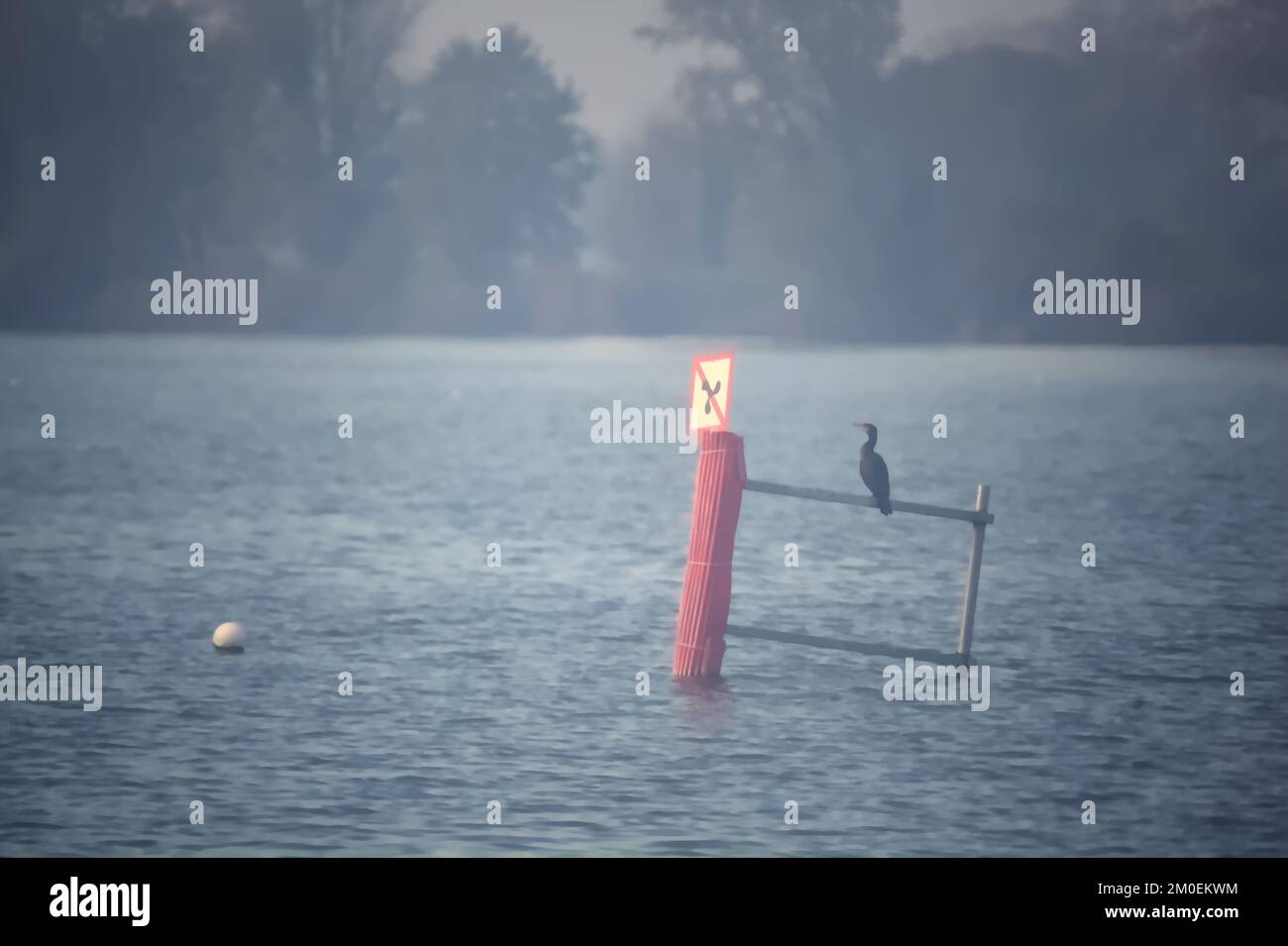 Cormorano seduto su un palo nel mezzo di un lago in una giornata misteriosa in autunno Foto Stock