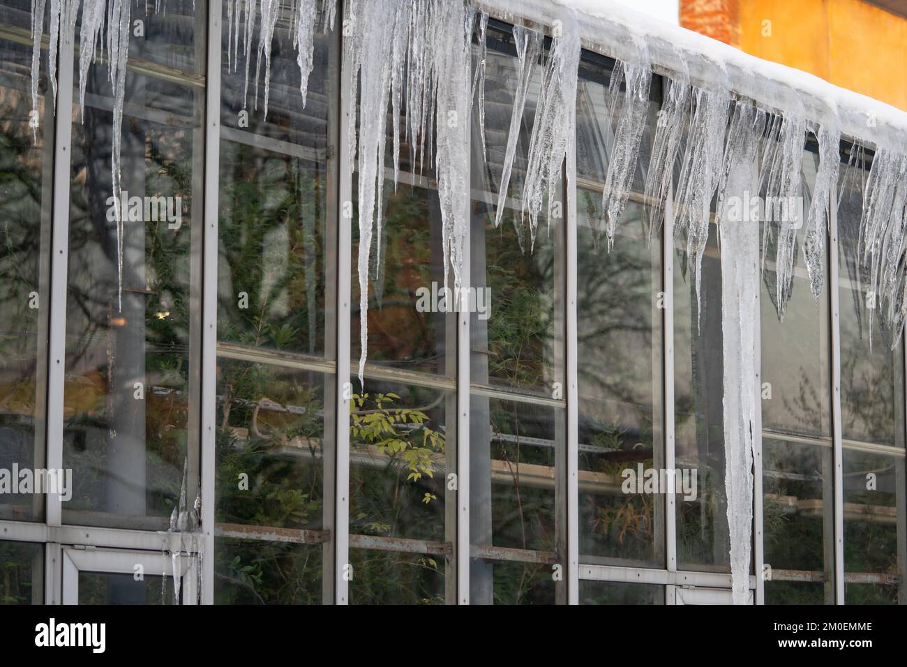 Scarso isolamento termico del tetto in vecchio edificio di orangeria con grandi ghiaccioli appendere fuori pareti di vetro Foto Stock