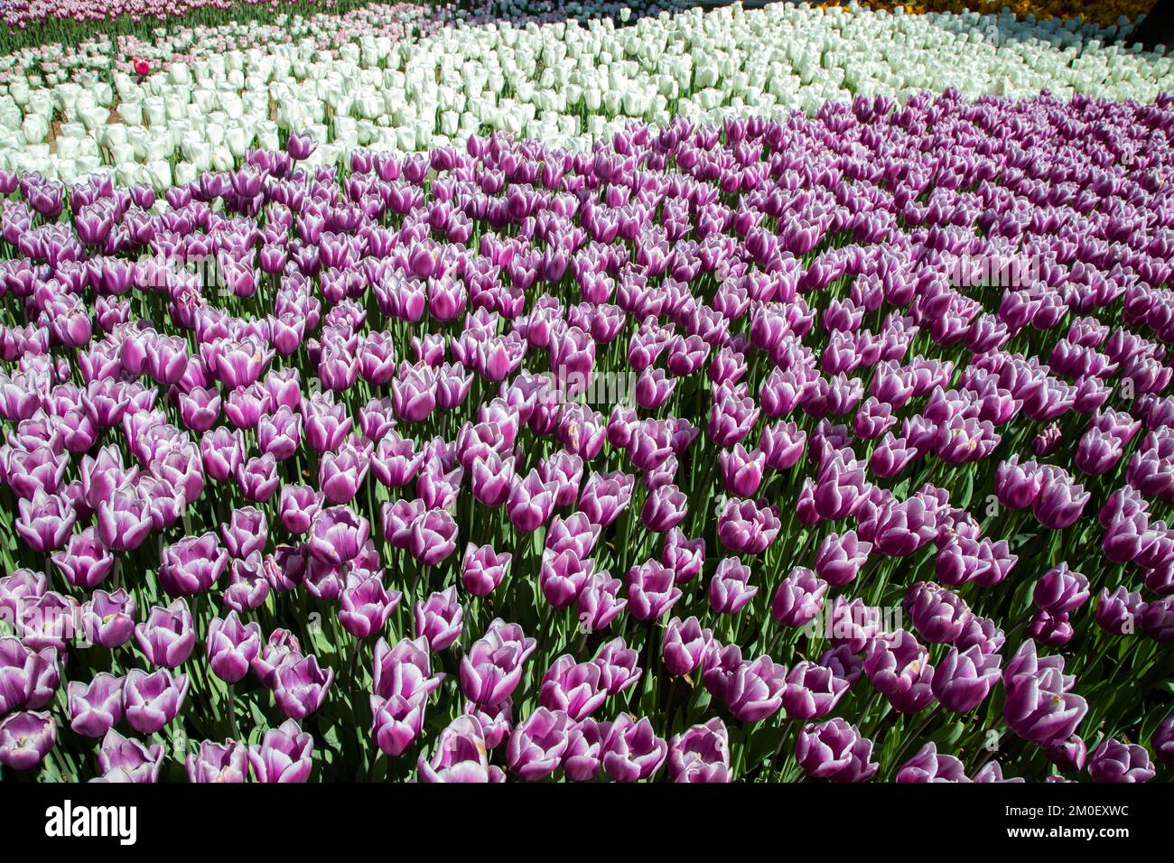 Molti tulipani viola e bianchi in giardino Foto Stock