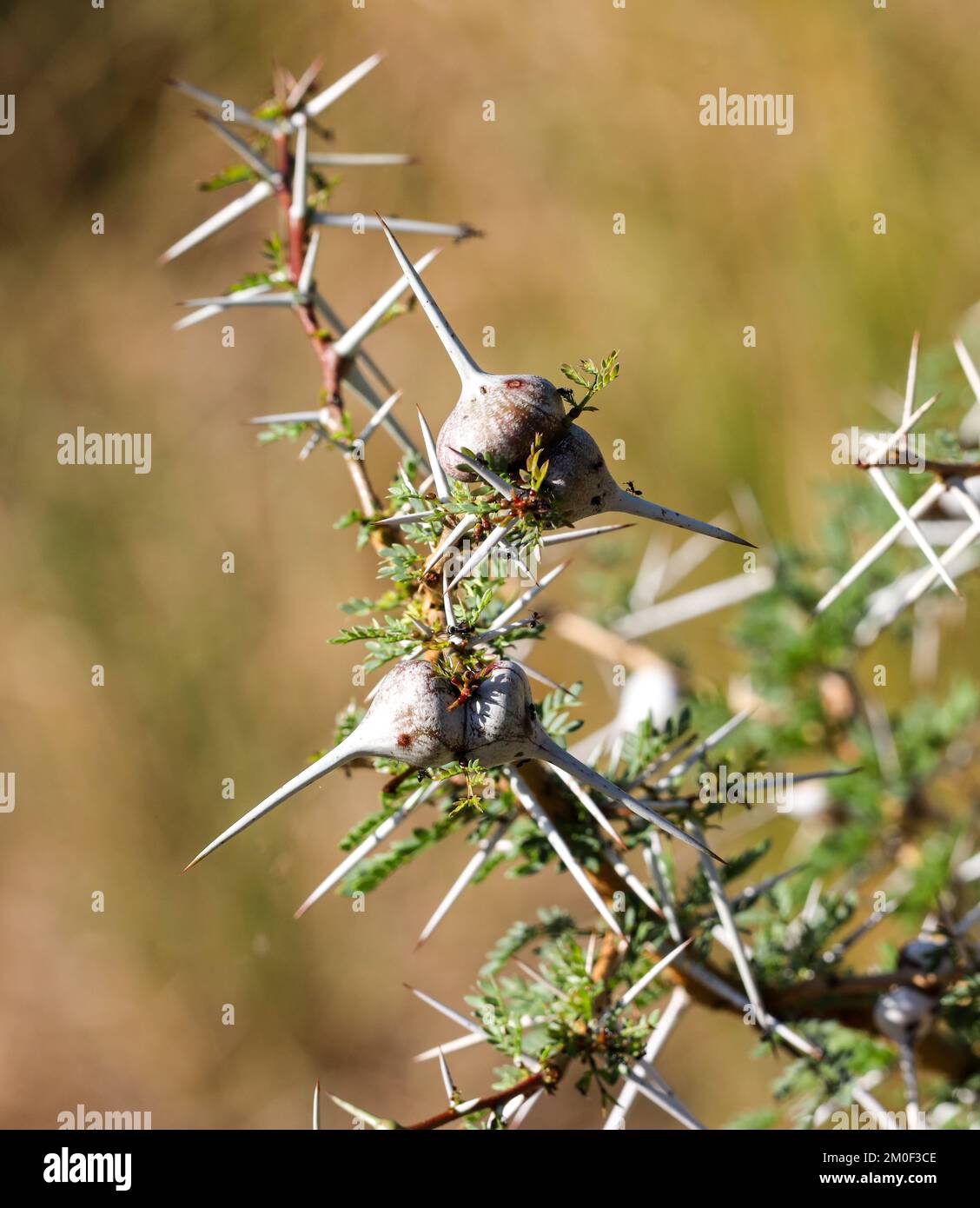 L'insolita forma di gallo di alcune delle basi della spina è sede delle piccole ma aggressive formiche di Crematogaster. La spina che sibila fornisce protezione Foto Stock