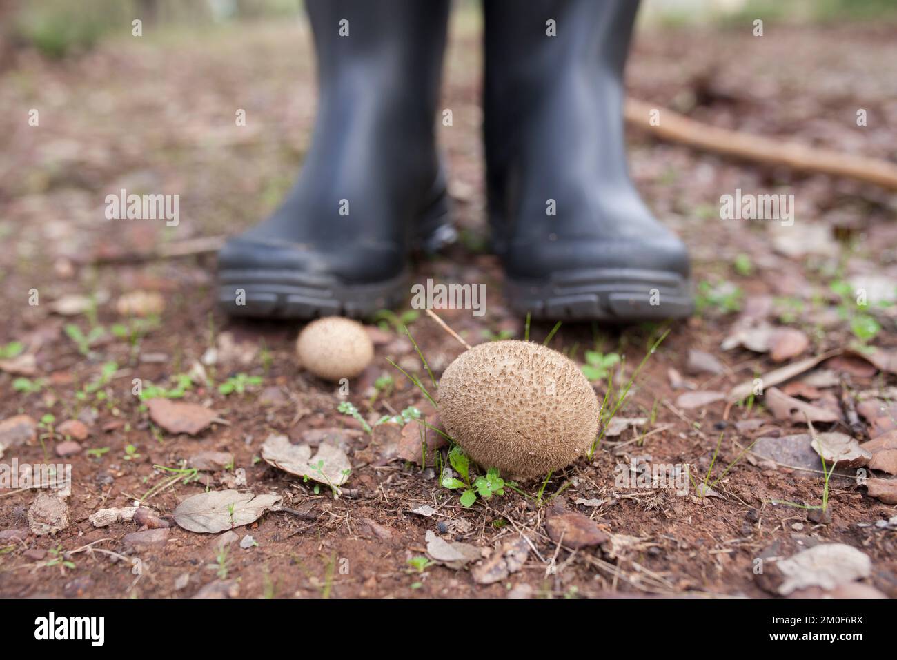 Funghi Puffball o lycooperdon. Vista a terra con scarponi da pioggia come sfondo Foto Stock