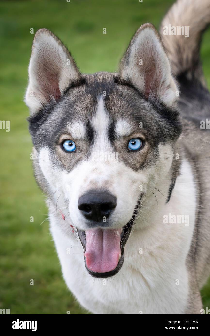 Husky siberiano con occhi blu che guardano direttamente la telecamera con un viso molto felice e una coda simile alla volpe Foto Stock