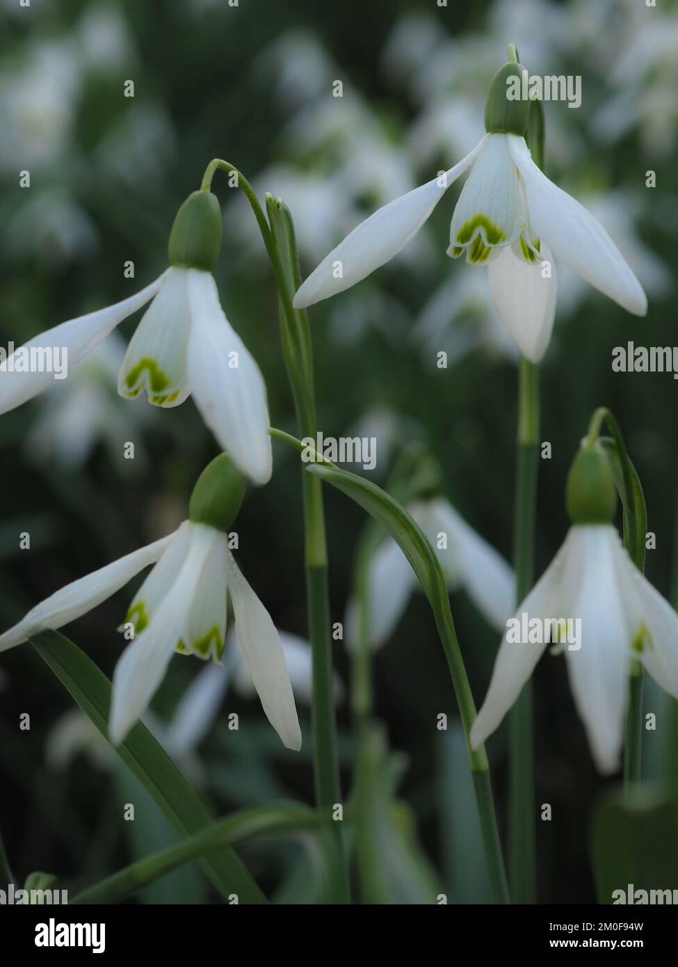 Primo piano delle gocce di neve comuni (Galanthus nivalis) su uno sfondo scuro Foto Stock