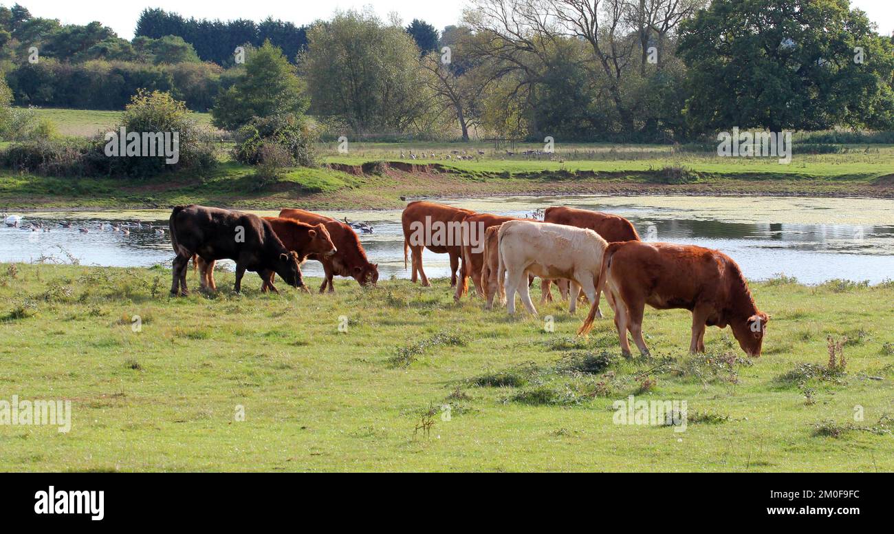 Bovini o mucche che pascolano nella campagna inglese. Il fiume Grande Ouse sullo sfondo. Foto Stock