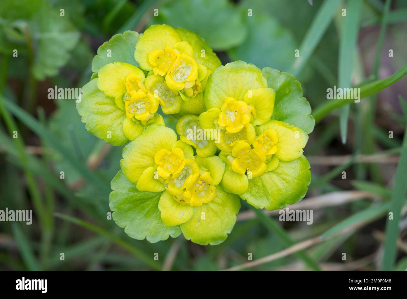 Alternate-lasciava golden-sassifraga (Chrysosplenium alternifolium), fioritura, Germania Foto Stock
