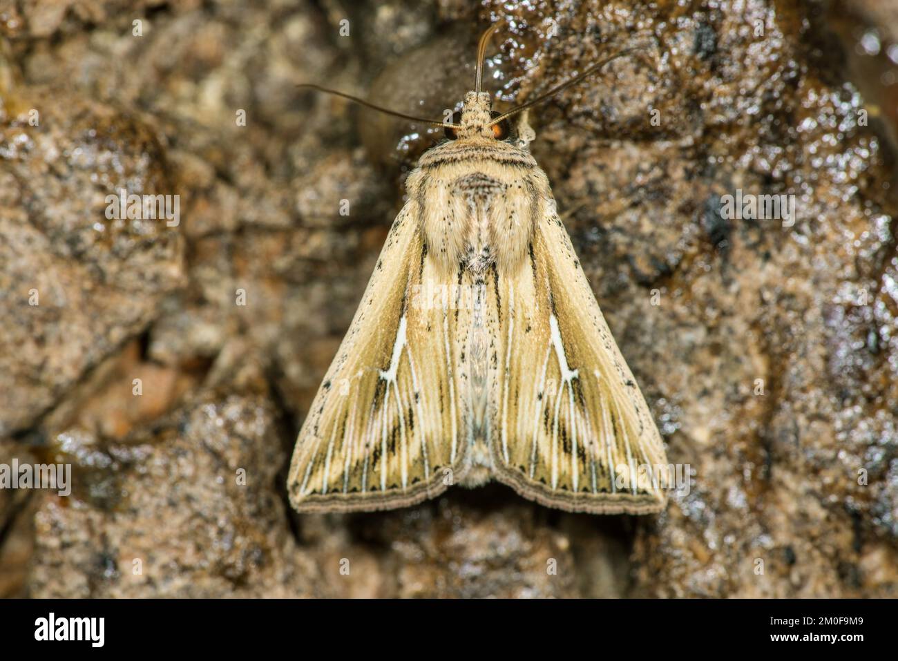 L-album wainscot, White L (Mythimna l-album, Hyphilare l-album), vista dall'alto, Germania Foto Stock