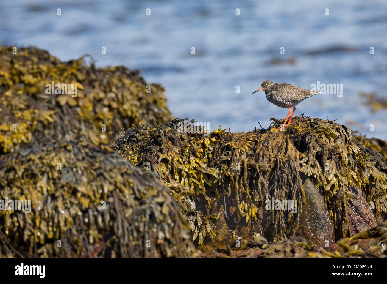 Comune redshank (Tringa totanus), foraggio in alghe, vista laterale, Svezia Foto Stock