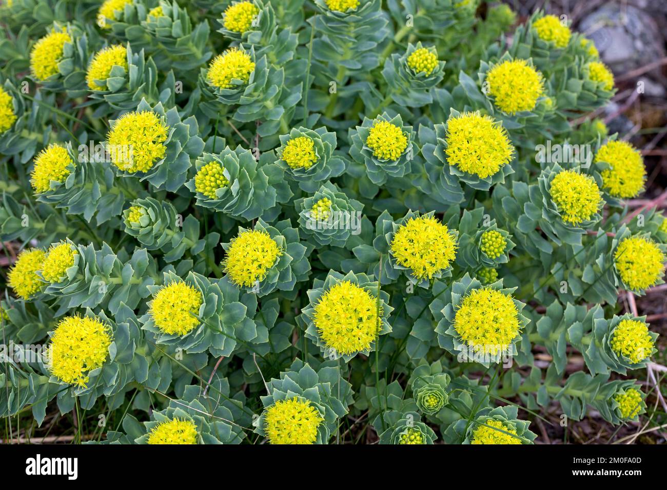 Corona del re, Midsummer-mem, radice di rosa (Rhodiola rosea), fioritura, Svezia Foto Stock