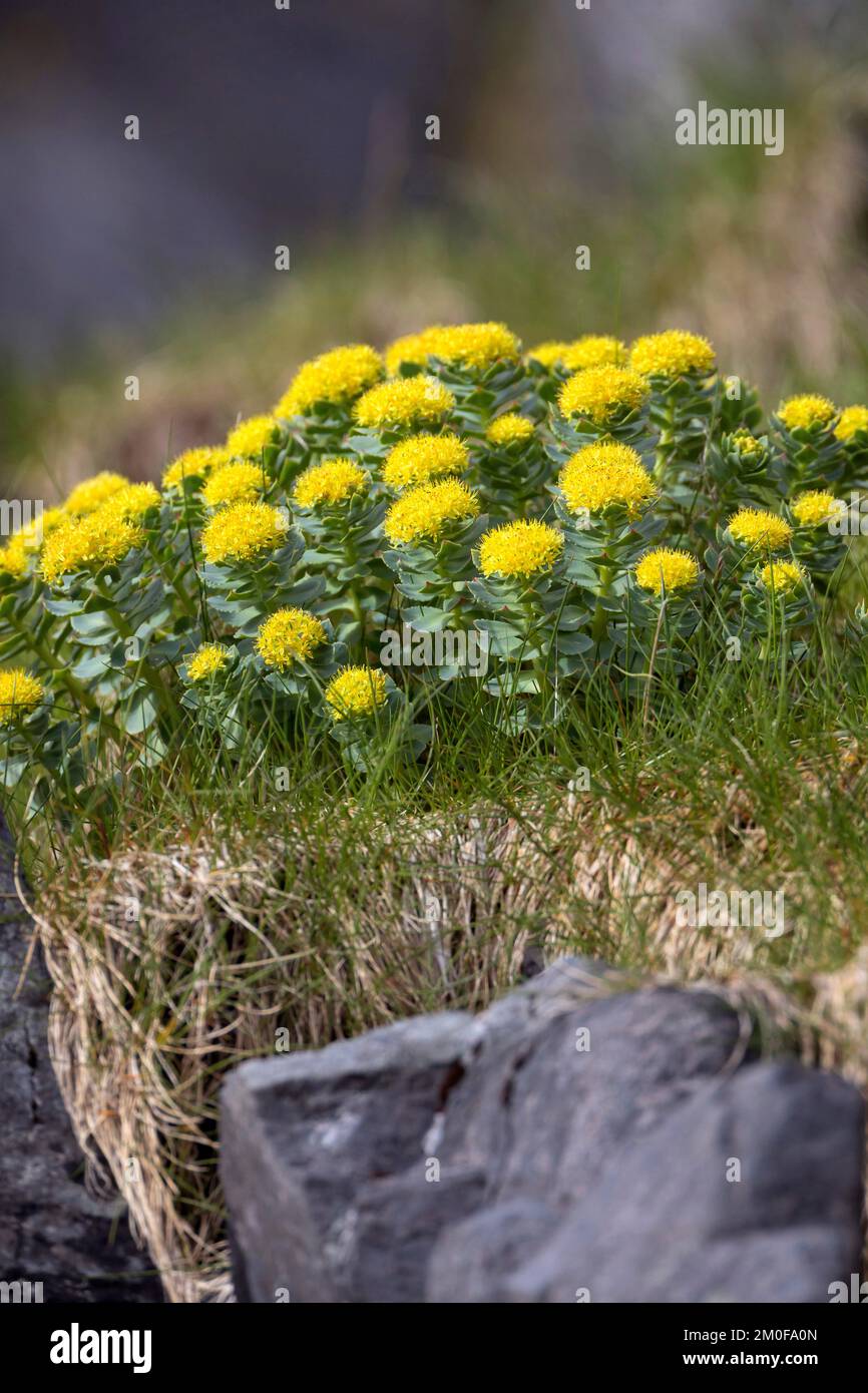 Corona del re, Midsummer-mem, radice di rosa (Rhodiola rosea), fioritura, Svezia Foto Stock
