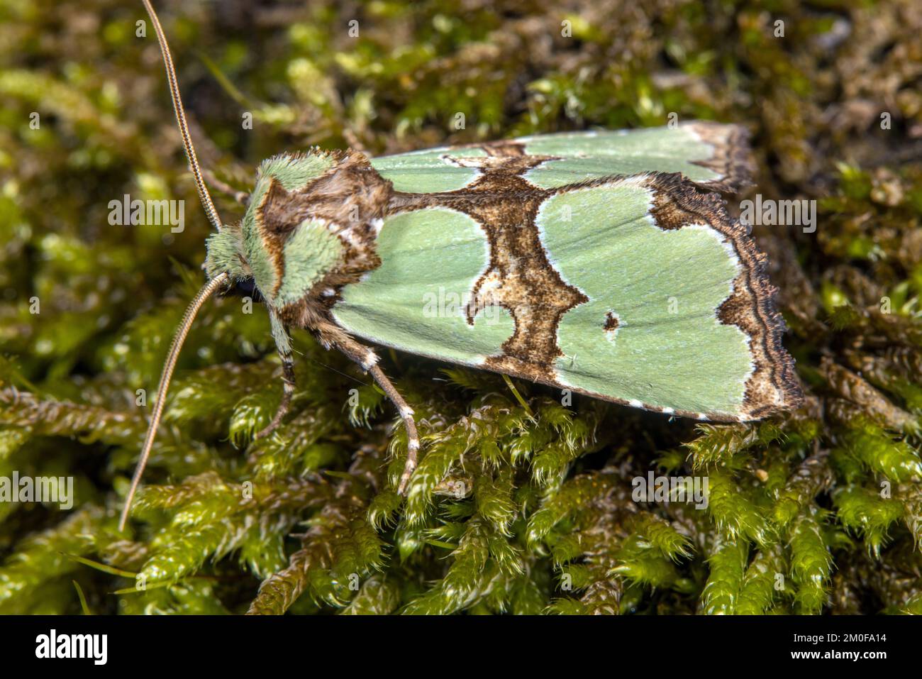 Noctuide (Staurophora celsia), sul muschio, Germania Foto Stock