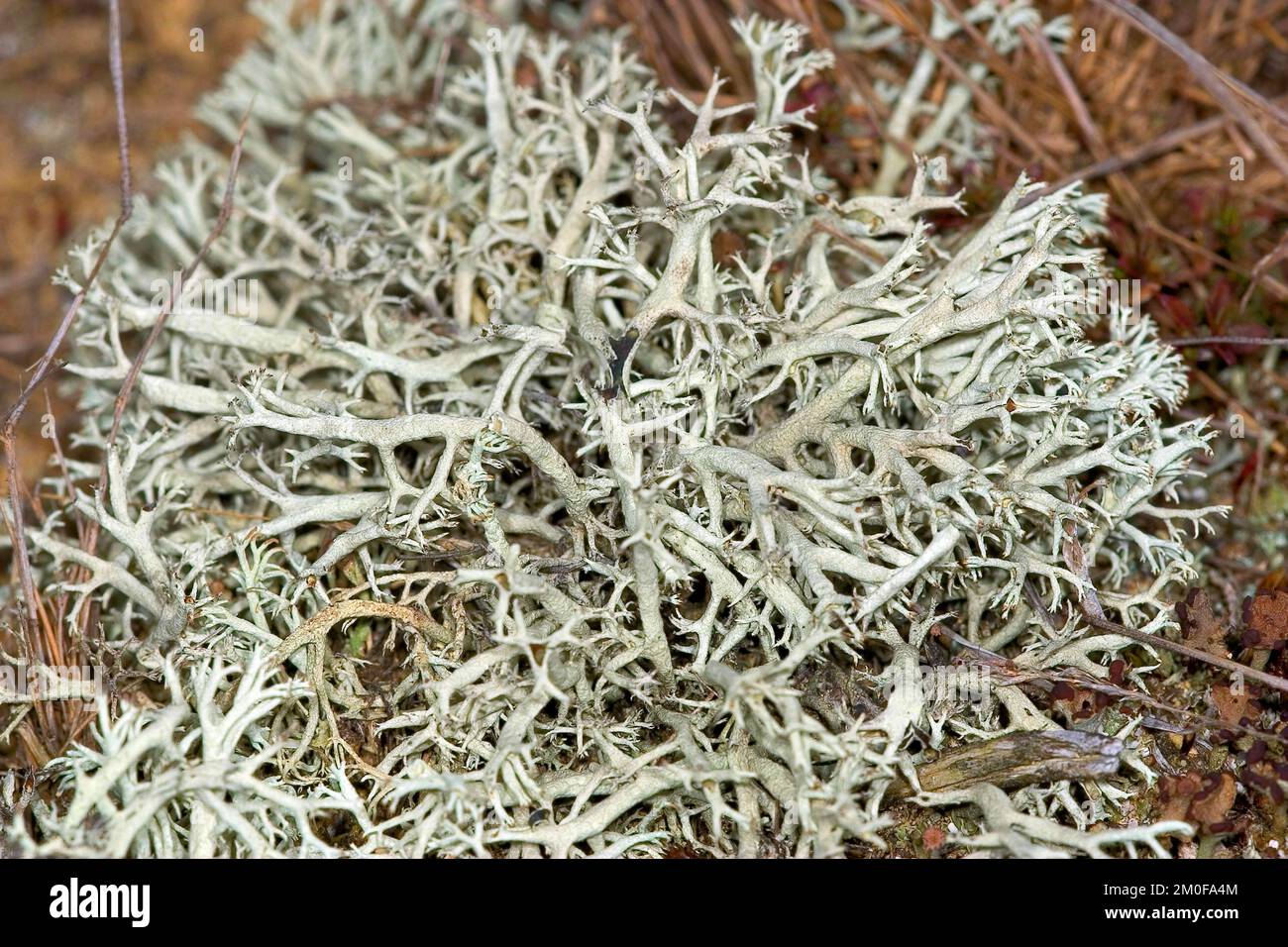 Lichen di renna, Moss di renna (Cladonia rangiferina), primo piano, Germania Foto Stock