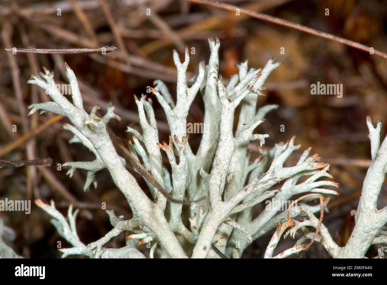 Lichen di renna, Moss di renna (Cladonia rangiferina), primo piano, Germania Foto Stock