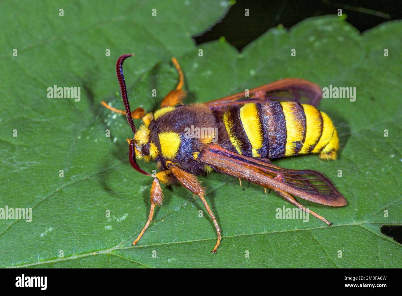 Radica di calabrone di pioppo, falena di calabrone (aegeria apiformis, Sesia apiformis), siede su una foglia, Germania Foto Stock