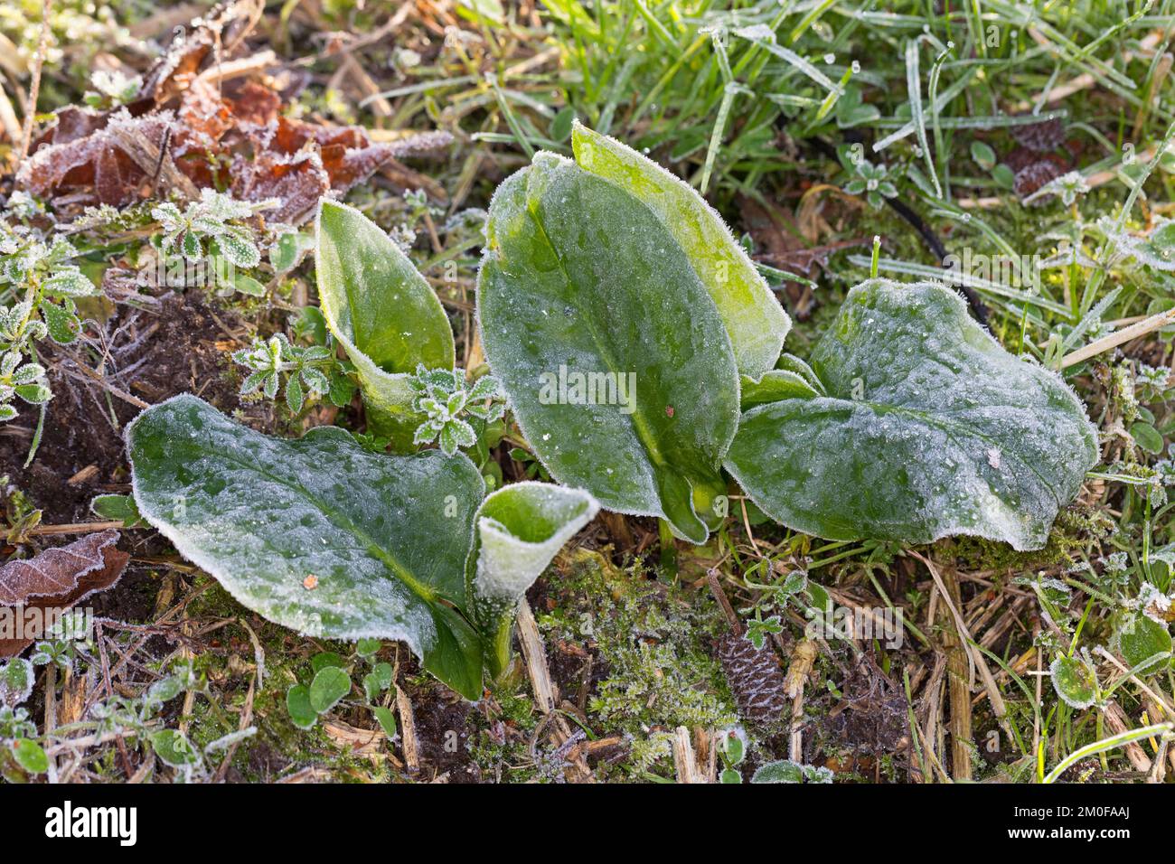 Signori-e-Signore, portland arrowroot, cockoopint (Arum maculatum), giovani fogli con hoarfrost, Germania Foto Stock