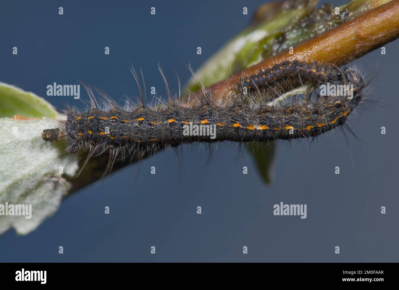 Lappet di prugne (Odonestis pruni), caterpillar, Germania Foto Stock