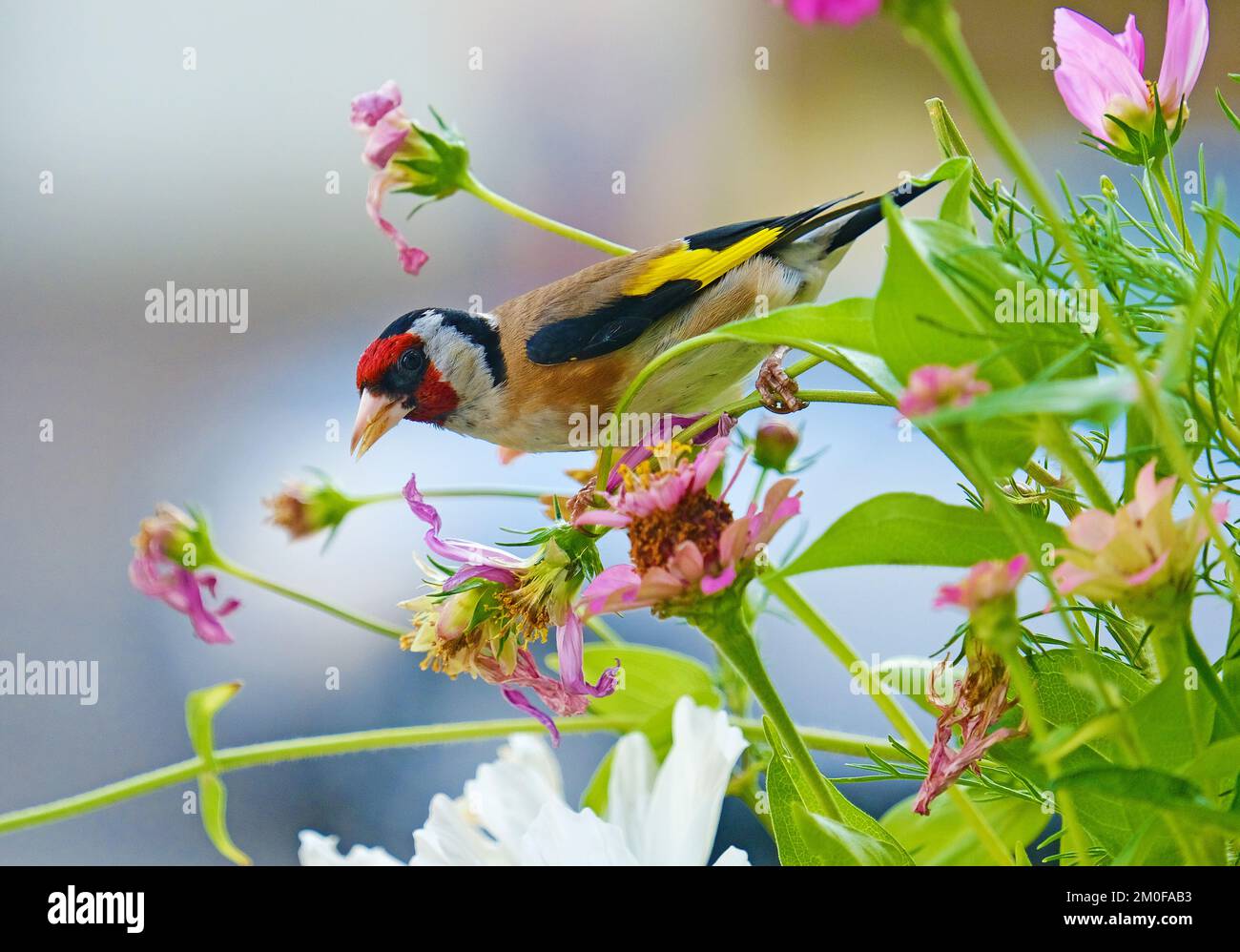 Oreficeria eurasiatica (Carduelis carduelis), appollaiata su fiori da giardino, vista laterale, Germania Foto Stock