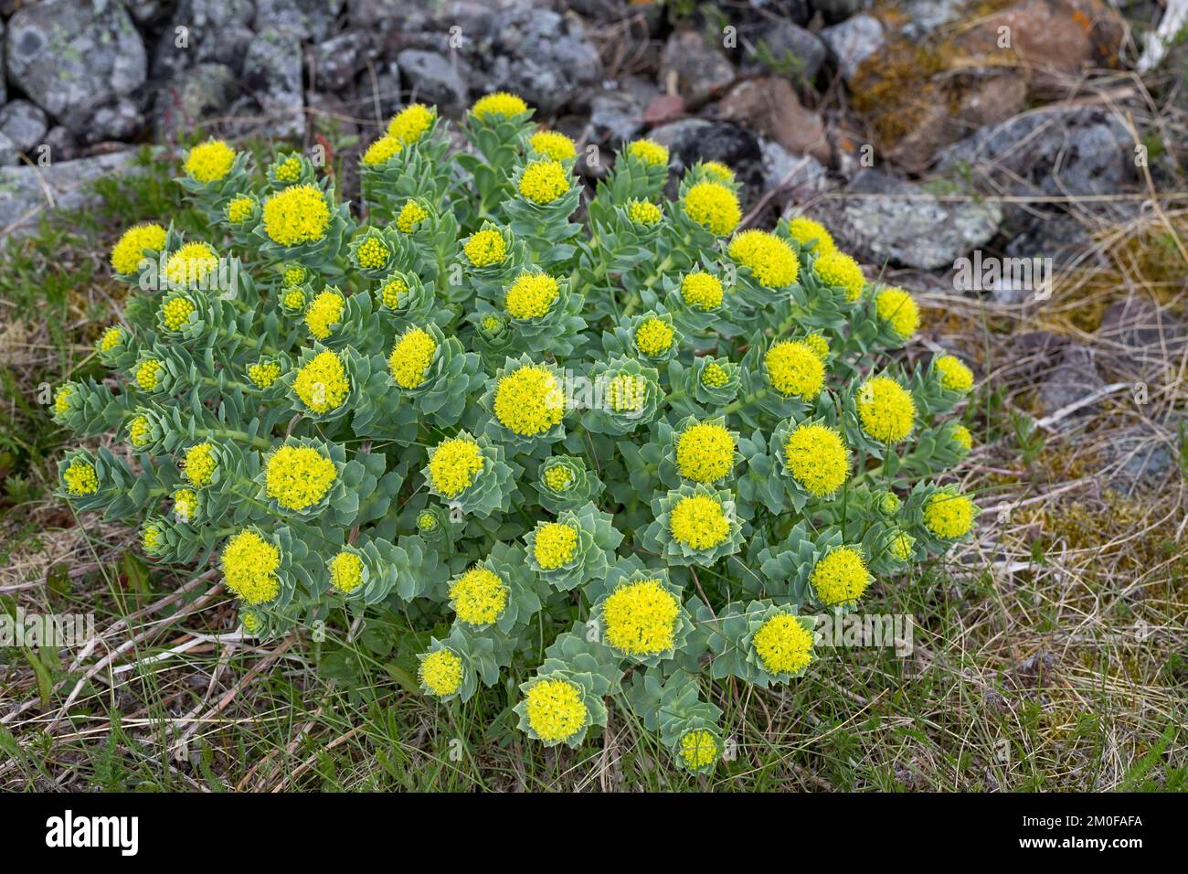 Corona del re, Midsummer-mem, radice di rosa (Rhodiola rosea), fioritura, Svezia Foto Stock