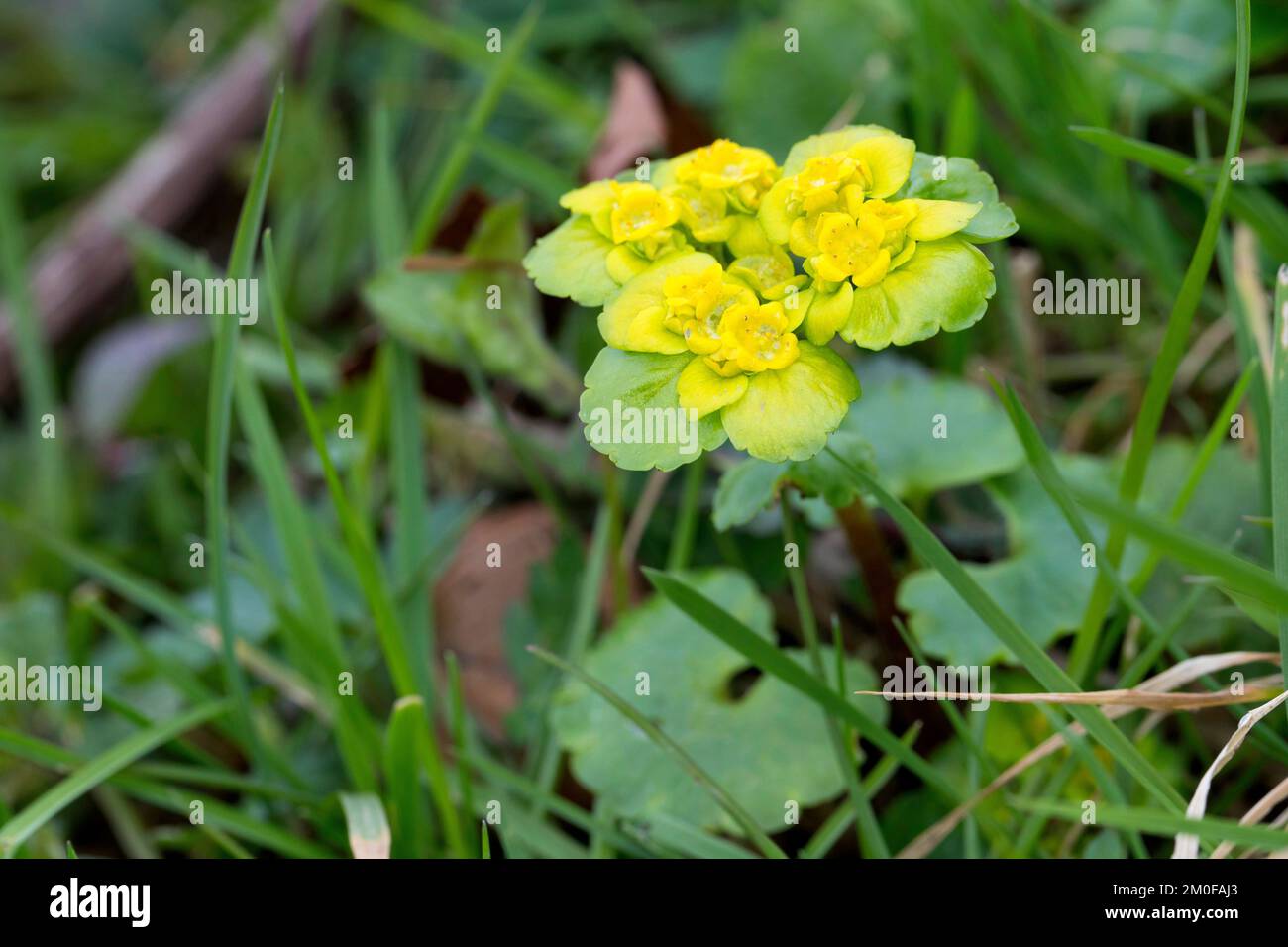 Alternate-lasciava golden-sassifraga (Chrysosplenium alternifolium), fioritura, Germania Foto Stock