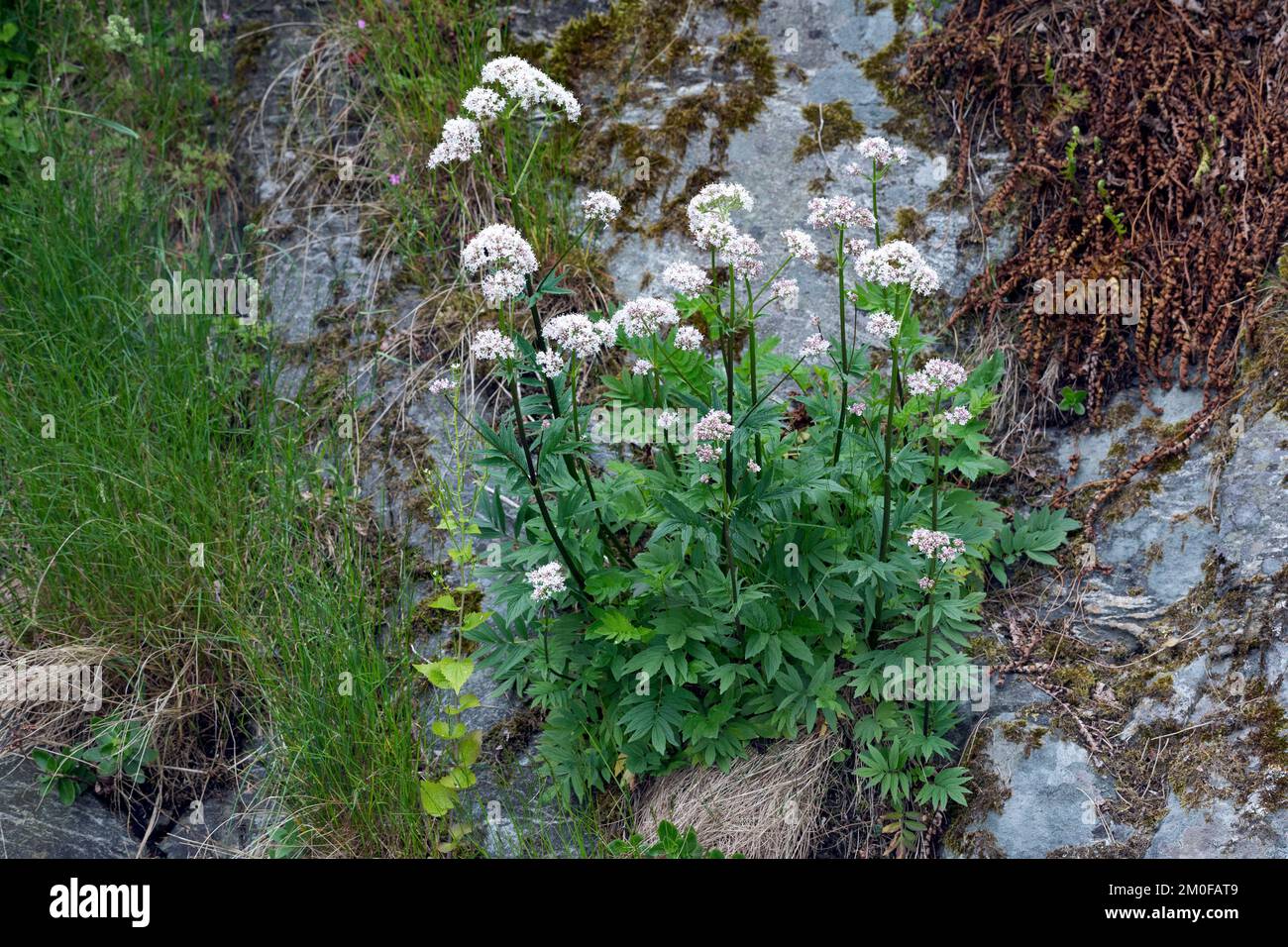 Valeriano comune, tutto-guarire, eliotropo giardino, valeriano giardino (Valeriana officinalis), fioritura, Scandinavia Foto Stock