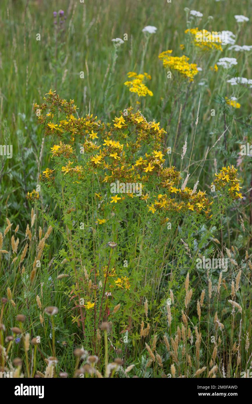 Comune St Johns-Wort, perforare St Johns-Wort, klamath erbacce, St Johns-Wort (Hypericum perforatum), Bloming, Germania Foto Stock