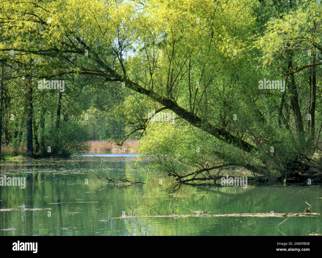 Acquedotto alla foce dell'Isar, Germania, Baviera Foto Stock