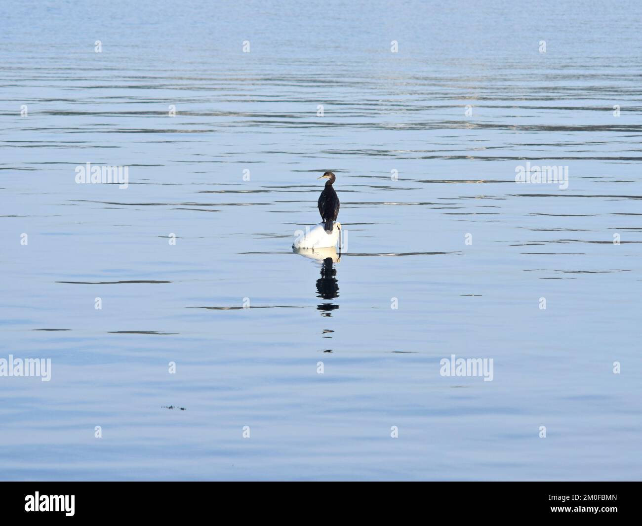 Cormorano arroccato su boa sul mare vetroso Foto Stock