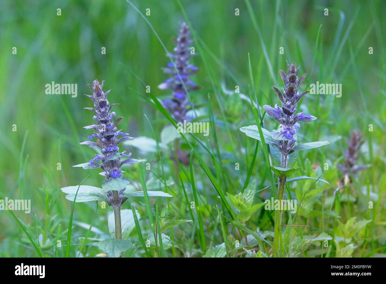 Sfondo natura fiorente. Erba medicinale sana. Ortica in prato verde estivo. Foglie verdi nella foresta. Foto Stock