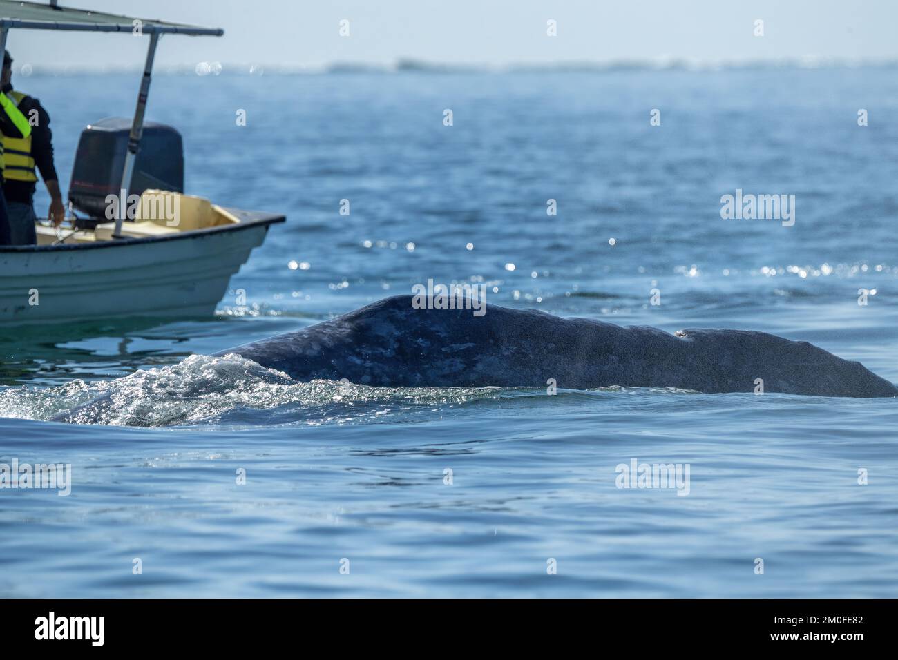Balena grigia all'avvistamento delle balene a Laguna San Ignacio Baja California sur, Messico Foto Stock
