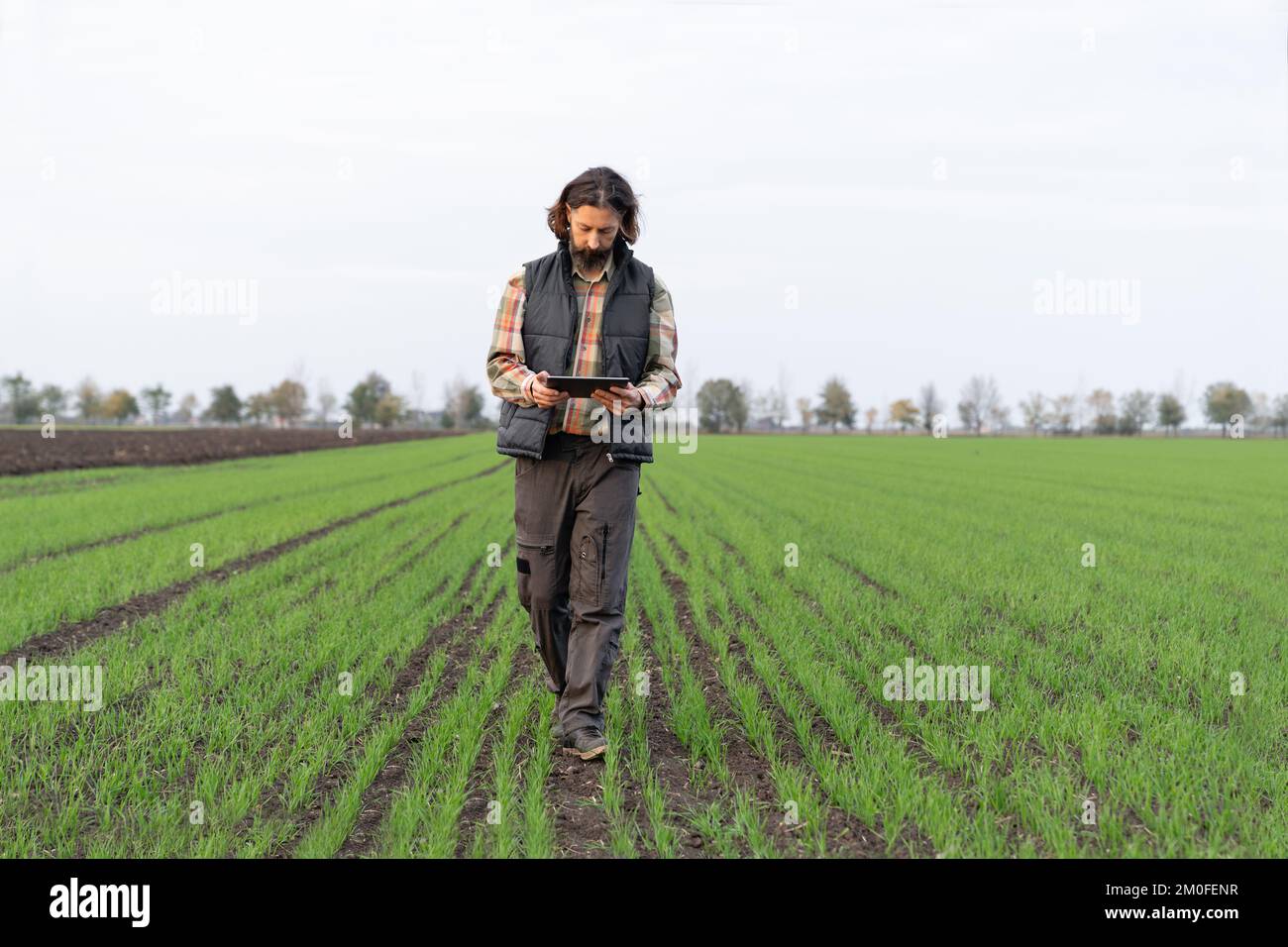 Coltivatore con tablet digitale in campo di grano giovane. Agricoltura intelligente e agricoltura digitale Foto Stock