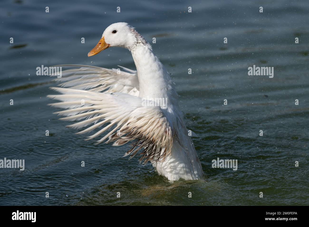 Bella anatra bianca che flapping è ali mentre nuotano nel lago e con gocce di volare tutto intorno ad esso. Foto Stock
