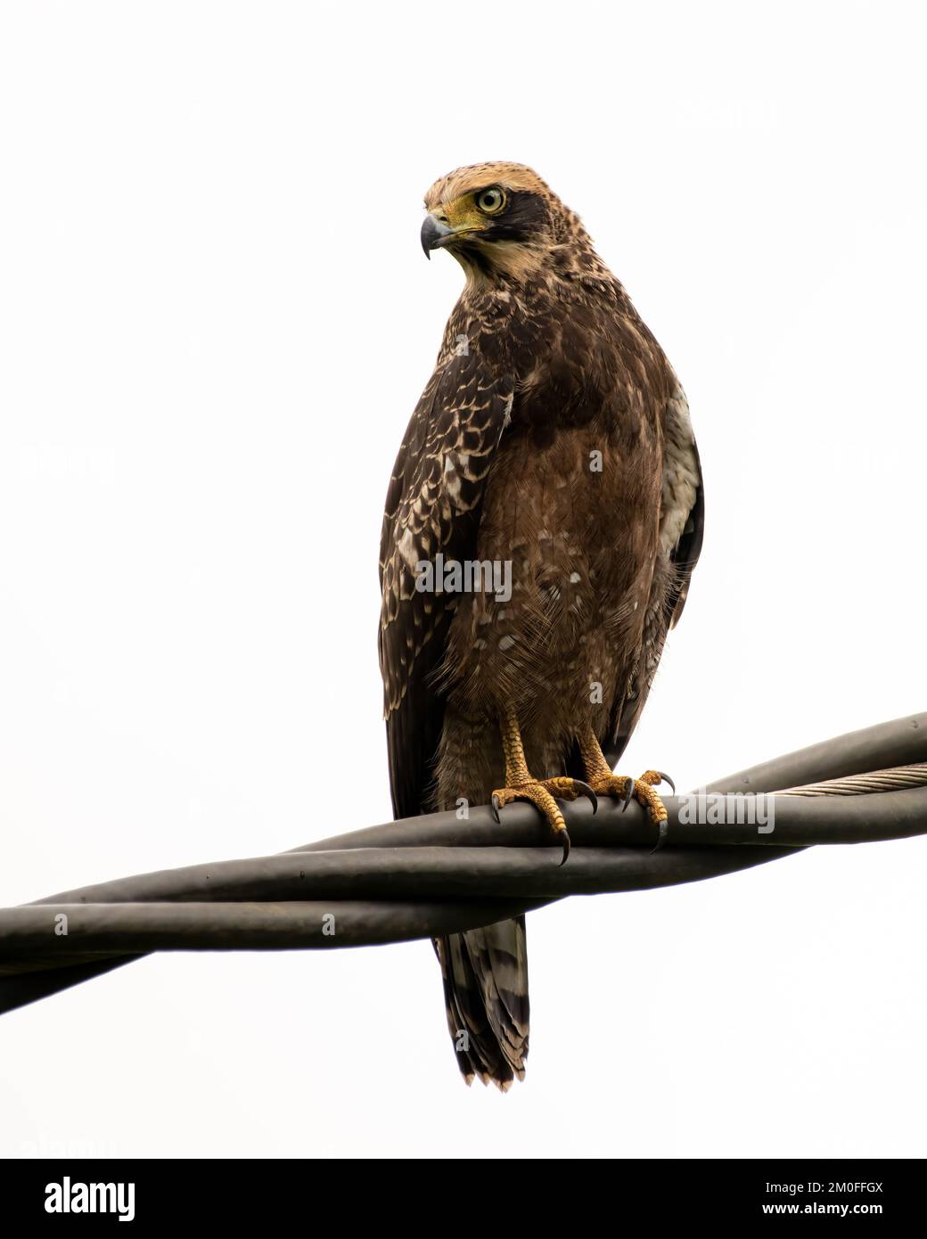 Aquila serpente crestata (Spilornis cheela) giovane, arroccato su cavi elettrici e isolato su uno sfondo bianco a Goa, India. Foto Stock