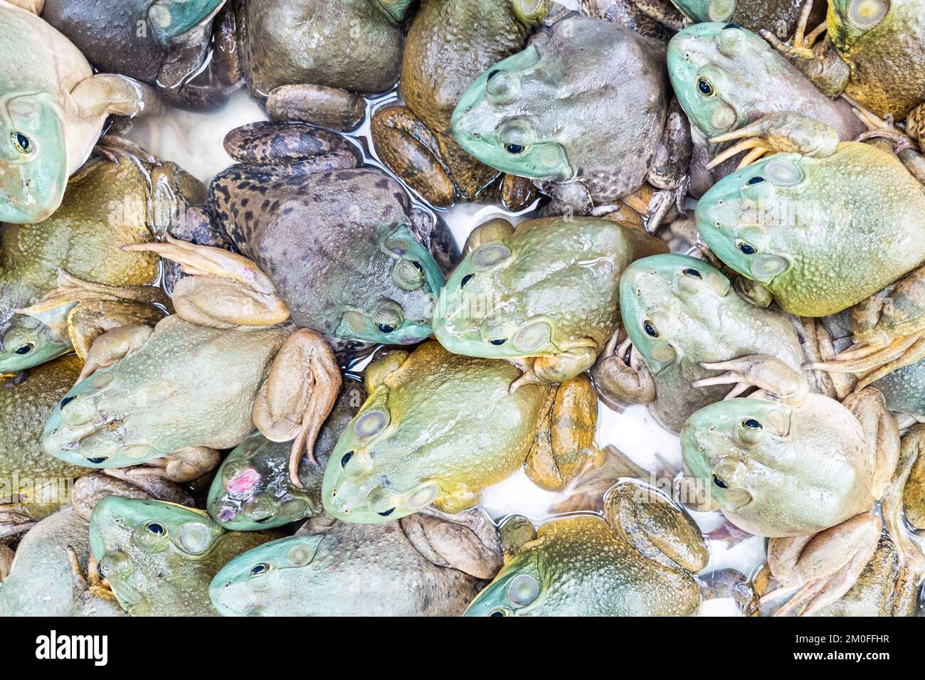 Rane dal vivo o sa come pollo da campo nel ristorante pronto per essere servito come prelibatezza in cucina cinese Foto Stock