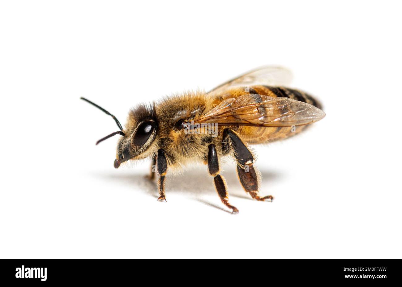 Vista laterale di un'ape levigante, apis mellifera, isolata su bianco Foto Stock